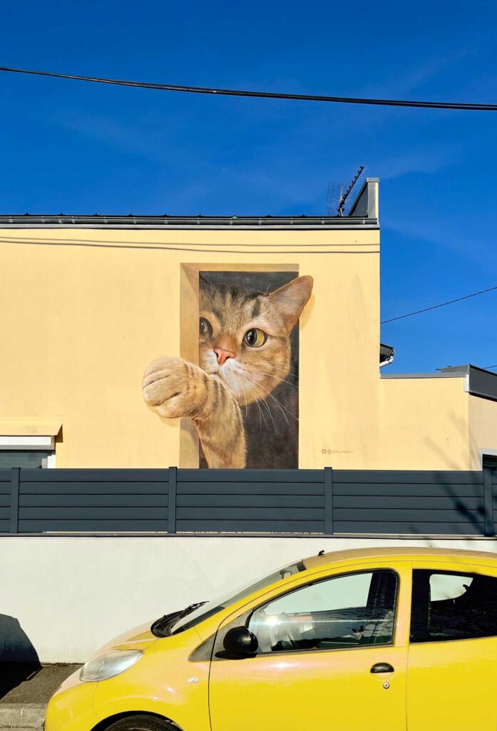 Curiosità felina